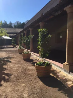Garden Barrel Planters - French Oak wine Barrels - Barrel Westwood &amp; Co (Pty) Ltd. R450 each!