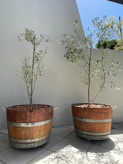 Garden Barrel Planters - French Oak wine Barrels - Barrel Westwood &amp; Co (Pty) Ltd. R450 each!