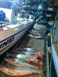 Durban fishing tours