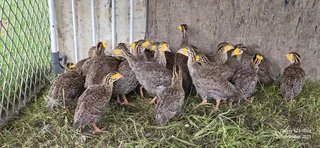 Young birds available