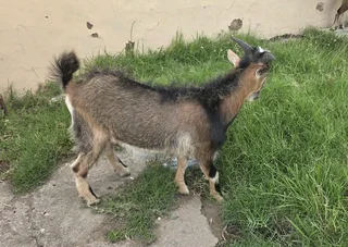 Young goats available