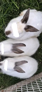 Adult rabbits available