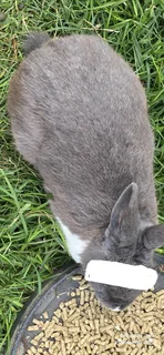 Adult rabbits available