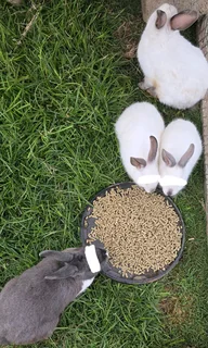 Adult rabbits available