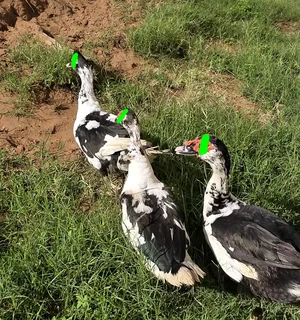 Muscovy ducks available
