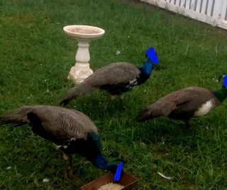 Peacock pairs available