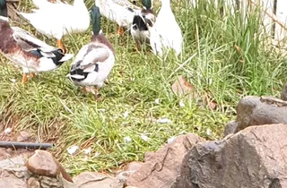 Beautiful small breed ducks