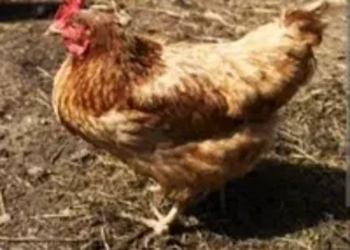 Off Layer Chickens Availability