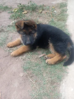 Thorough bred German shepherd pups