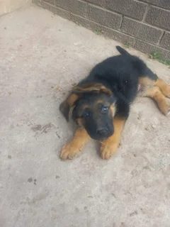Thorough bred German shepherd pups