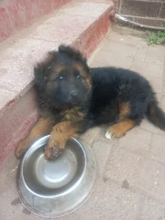 Thorough bred German shepherd pups