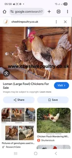 Looking for Lohman brown Rooster