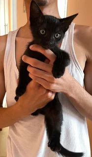 Kittens - Ad posted by Ruwayda February