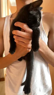 Kittens - Ad posted by Ruwayda February