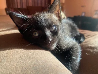 Kittens - Ad posted by Ruwayda February