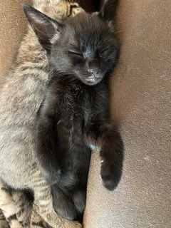 Kittens - Ad posted by Ruwayda February