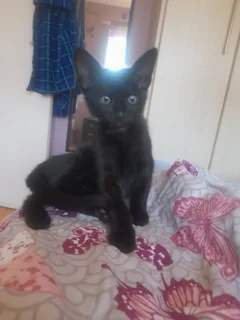 Kittens - Ad posted by Ruwayda February