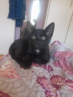 Kittens - Ad posted by Ruwayda February