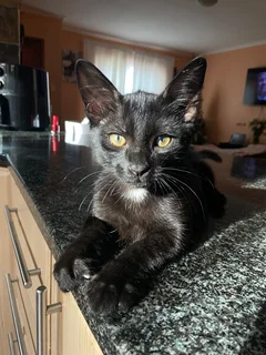 Kitten - Ad posted by Ruwayda February