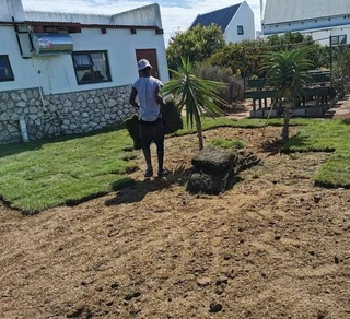 EVERGREEN INSTANT GRASS