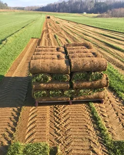 Evergreen Instant Lawn