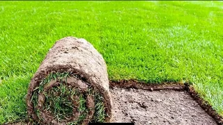 All Season Instant Lawn