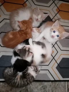 Adorable Kittens
