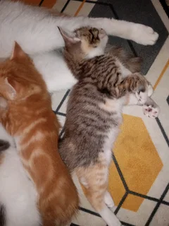 Adorable Kittens