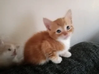 Adorable Kittens