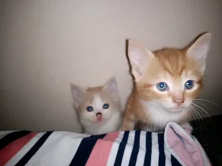 Adorable Kittens