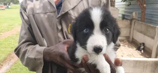 Border Collie Pups