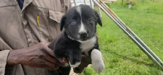 Border Collie Pups