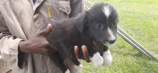 Border Collie Pups