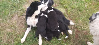 Border Collie Pups