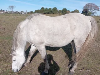 Horse - Ad posted by Jeandre Roelf