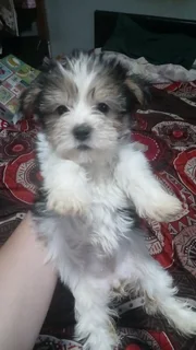 Yorkie females ready to go