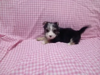 Yorkie females ready to go