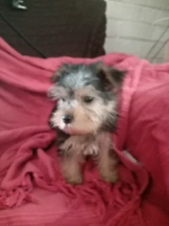 1 male and 1 female yorkie