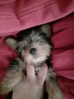 1 male and 1 female yorkie