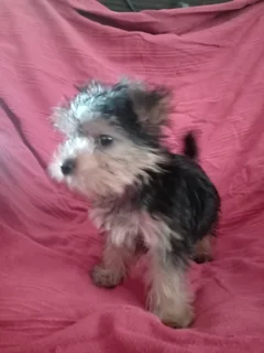 1 male and 1 female yorkie