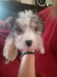 1 male and 1 female yorkie