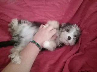 1 male and 1 female yorkie