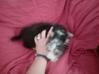 1 male and 1 female yorkie