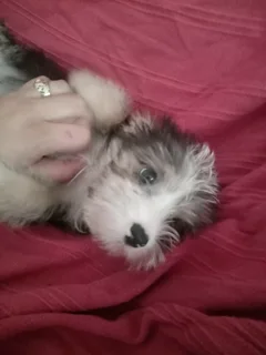 1 male and 1 female yorkie