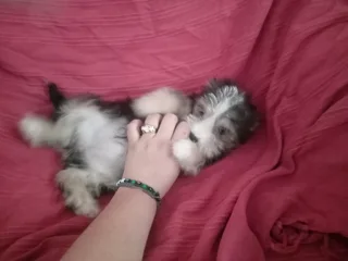 1 male and 1 female yorkie