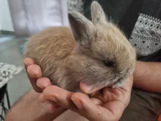 Bunnies - Ad posted by msk