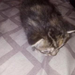 Kittens - Ad posted by Mandy Moore