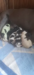 Great Dane Puppies