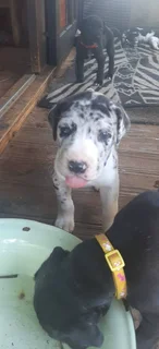Great Dane Puppies