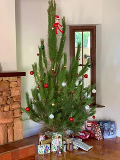 Real Christmas Trees for sale